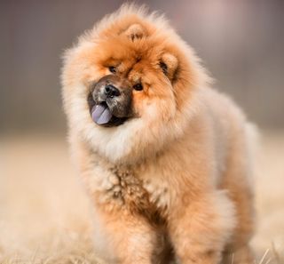 Chow-chow tirant la langue