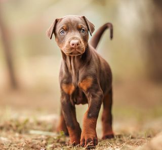 Chiot doberman