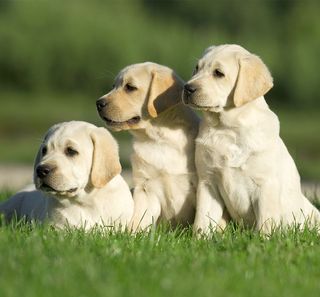 3 labradors