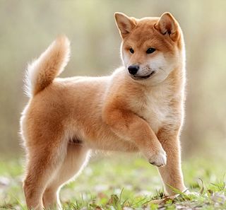 Shiba inu en extérieur