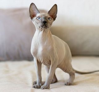 Chat sphynx en intérieur