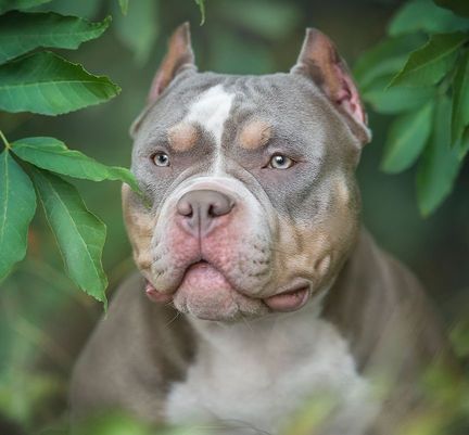 Gros plan sur un american bully