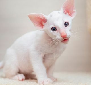 Chaton oriental blanc