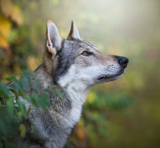 Chien loup tchécoslovaque en extérieur 