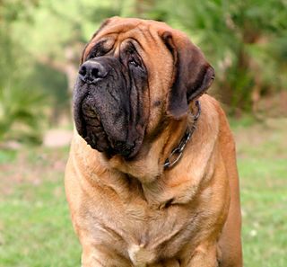 Mastiff