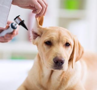 chien ausculté par un vétérinaire