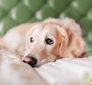 Chien couché sur un lit