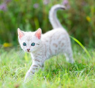 Chaton blanc tigré 