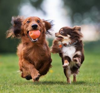 2 chiens de petites races en extérieur