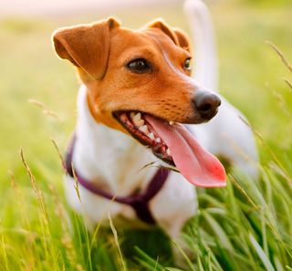 Jack russell la gueule ouverte