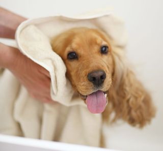 Le toilettage du chien