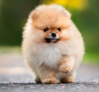 Mini pomeranian