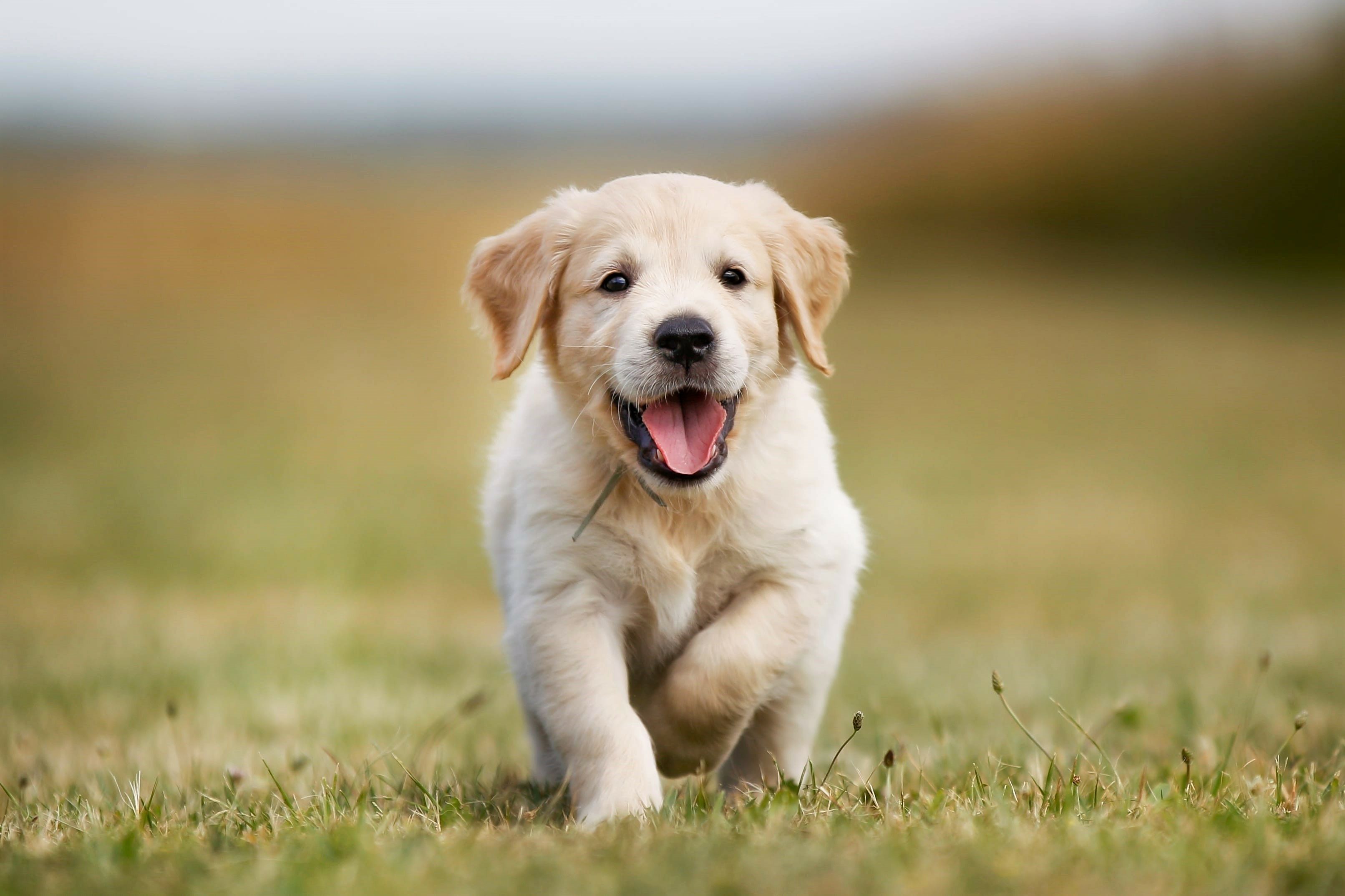 golden retriever chiot marchant dans la pelouse