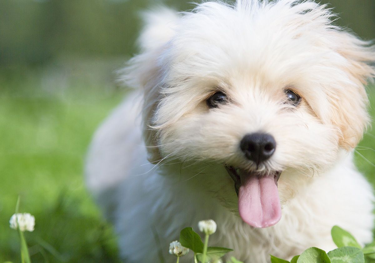 bichon maltais jouant dans l'herbe