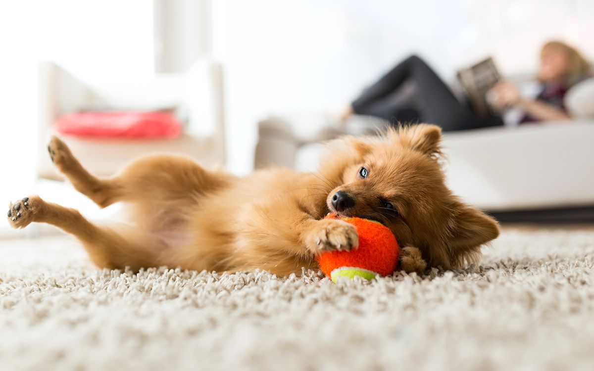 Chien jouant avec une balle dans un appartement