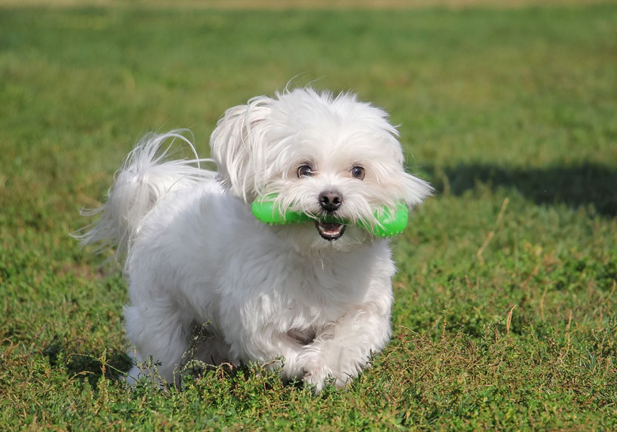 bichon maltais avec un jouet