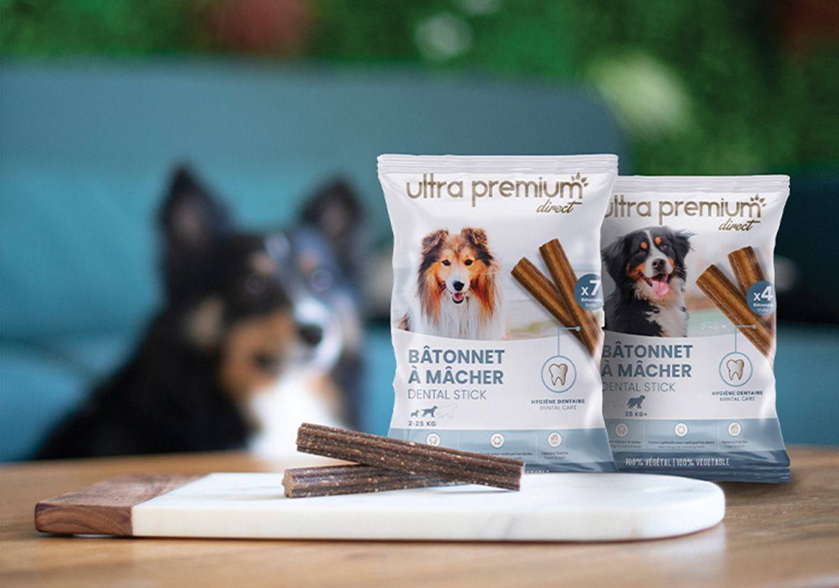 Mon chien est malade en voiture, que faire ? - Blog Ultra Premium Direct