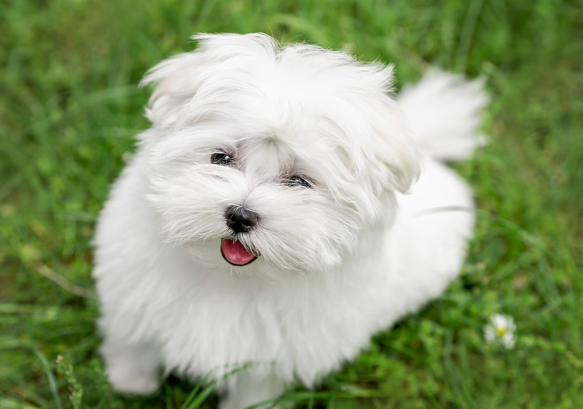 bichon maltais dans la nature