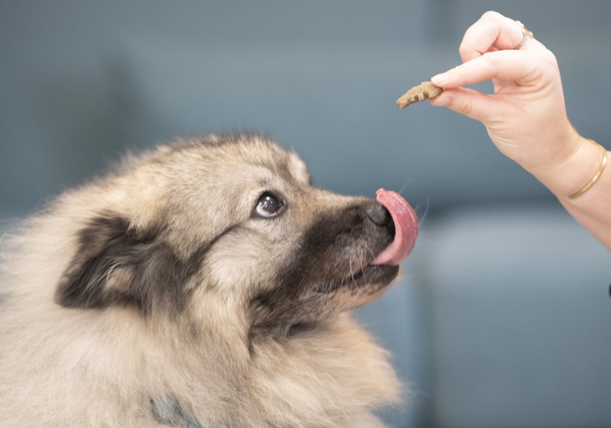 Chien se léchant les babines devant une friandise Ultra Premium Direct