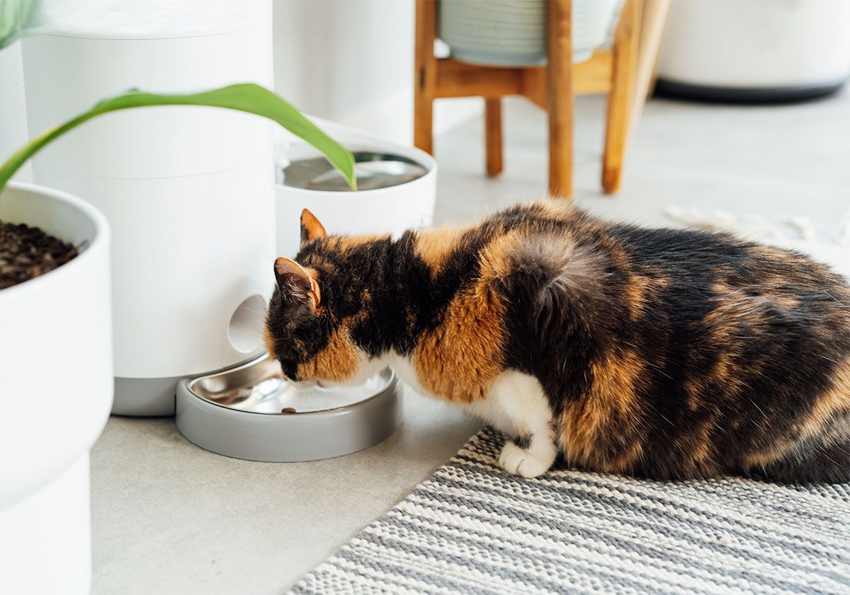 chat mangeant dans son distributeur de croquettes