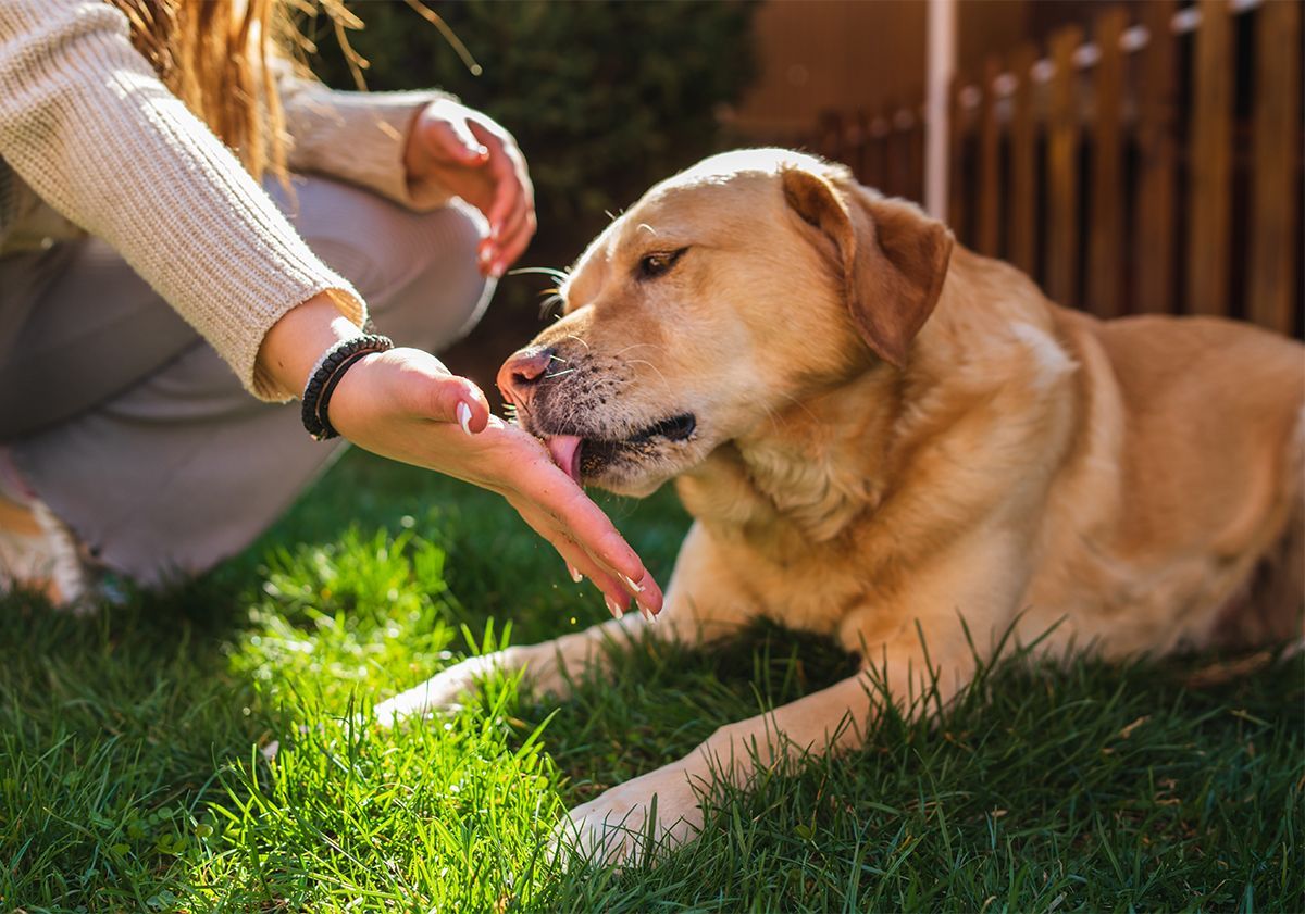 chien léchant la main de sa maîtresse dans le jardin