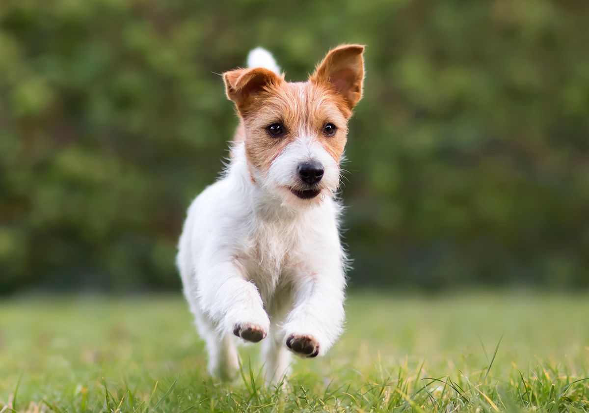 Jack Russell courant dans un pré