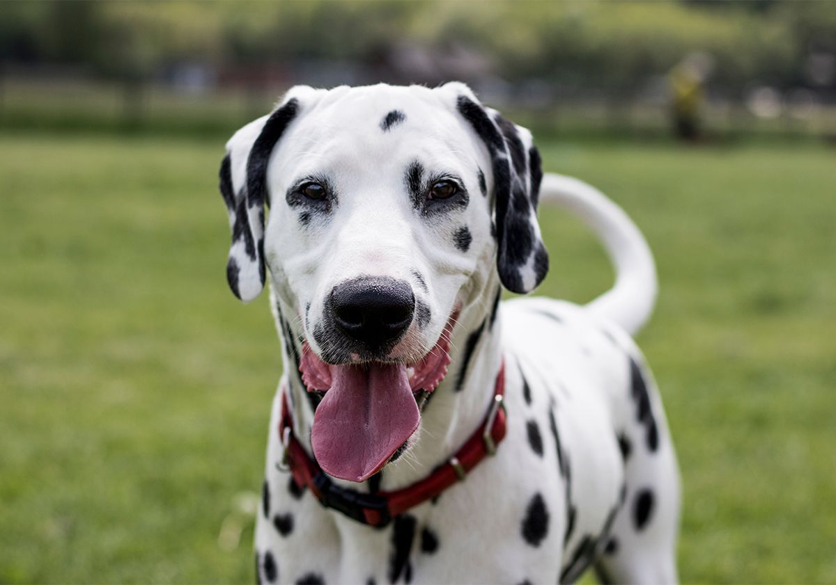 Dalmatien dans un parc