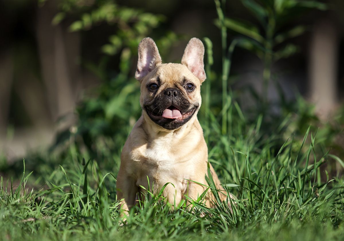 Bouledogue français assis dans l'herbe