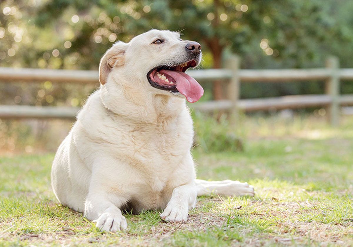 Labrador obèse allongé en extérieur