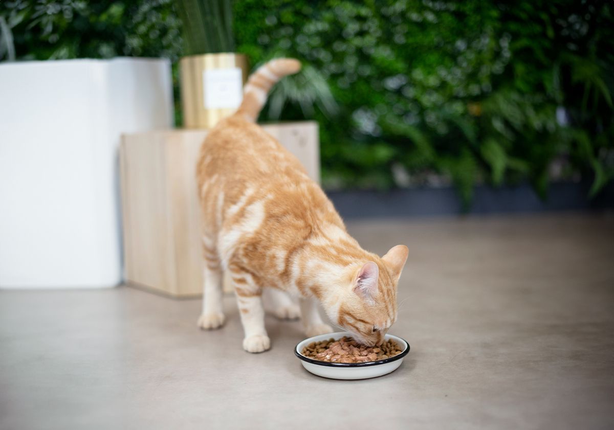 chat roux mangeant sa pâtée