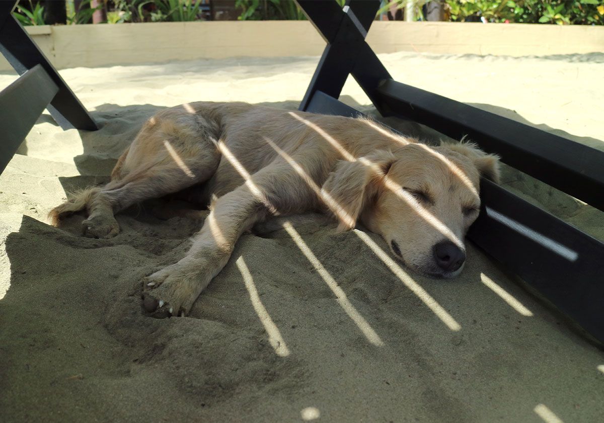 chien dans le sable