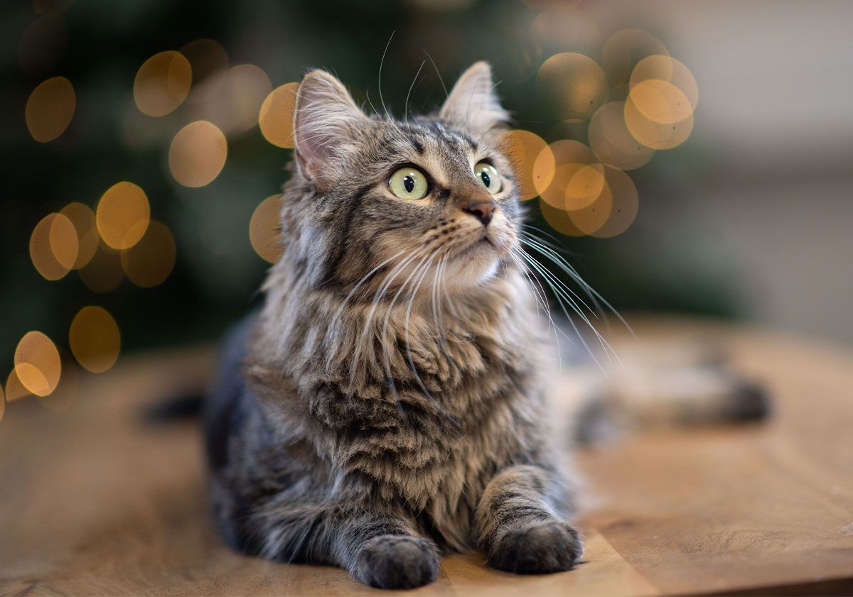 chat à noel