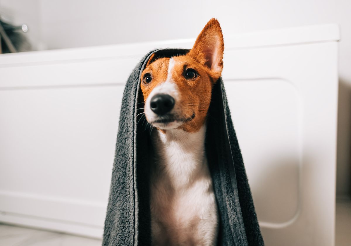 chien avec une serviette de bain après son bain