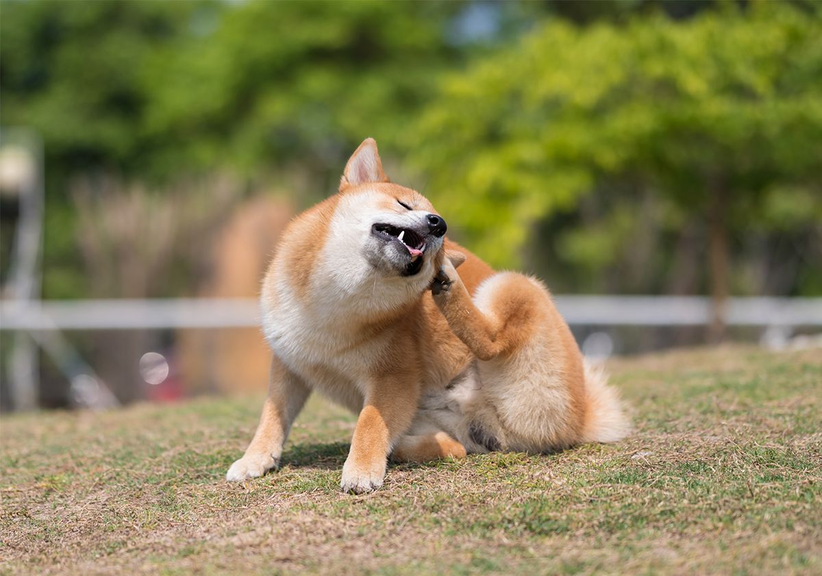 shiba inu en train de se gratter