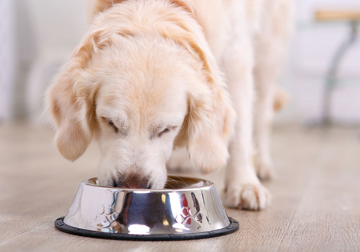 Golden Retriever mangeant ses croquettes