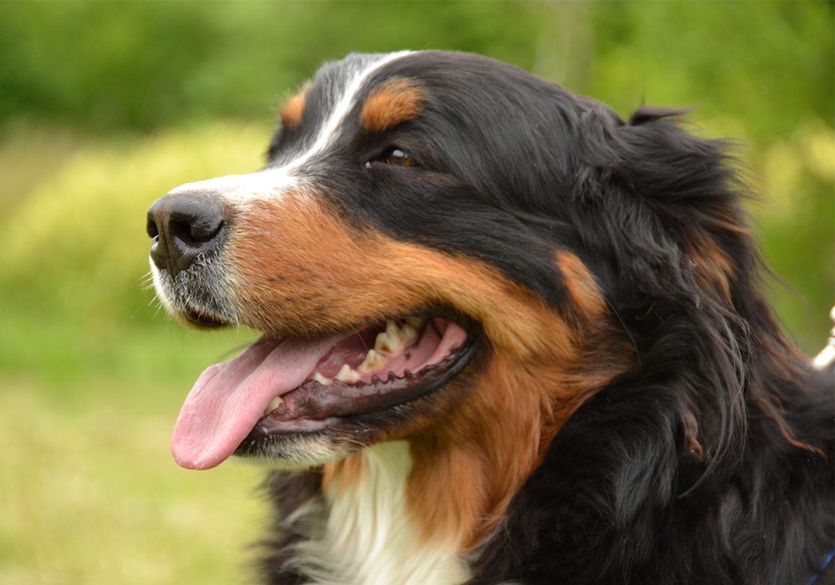 chien en extérieur