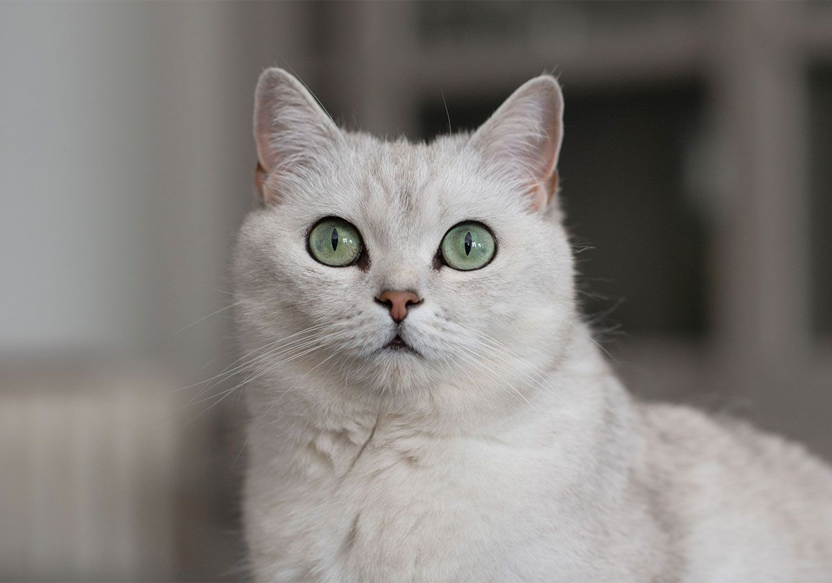 chat aux yeux verts