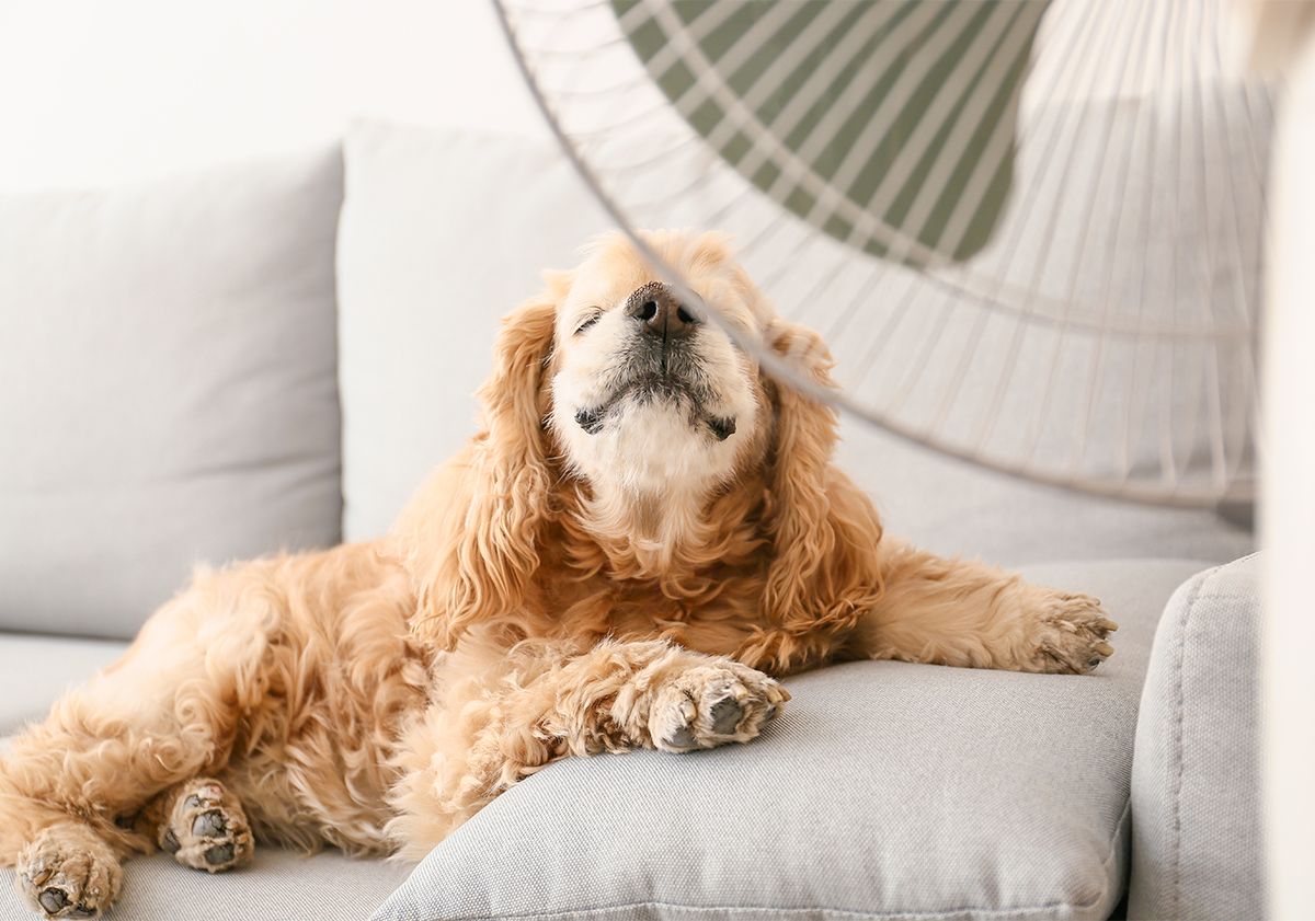 chien devant un ventilateur en été