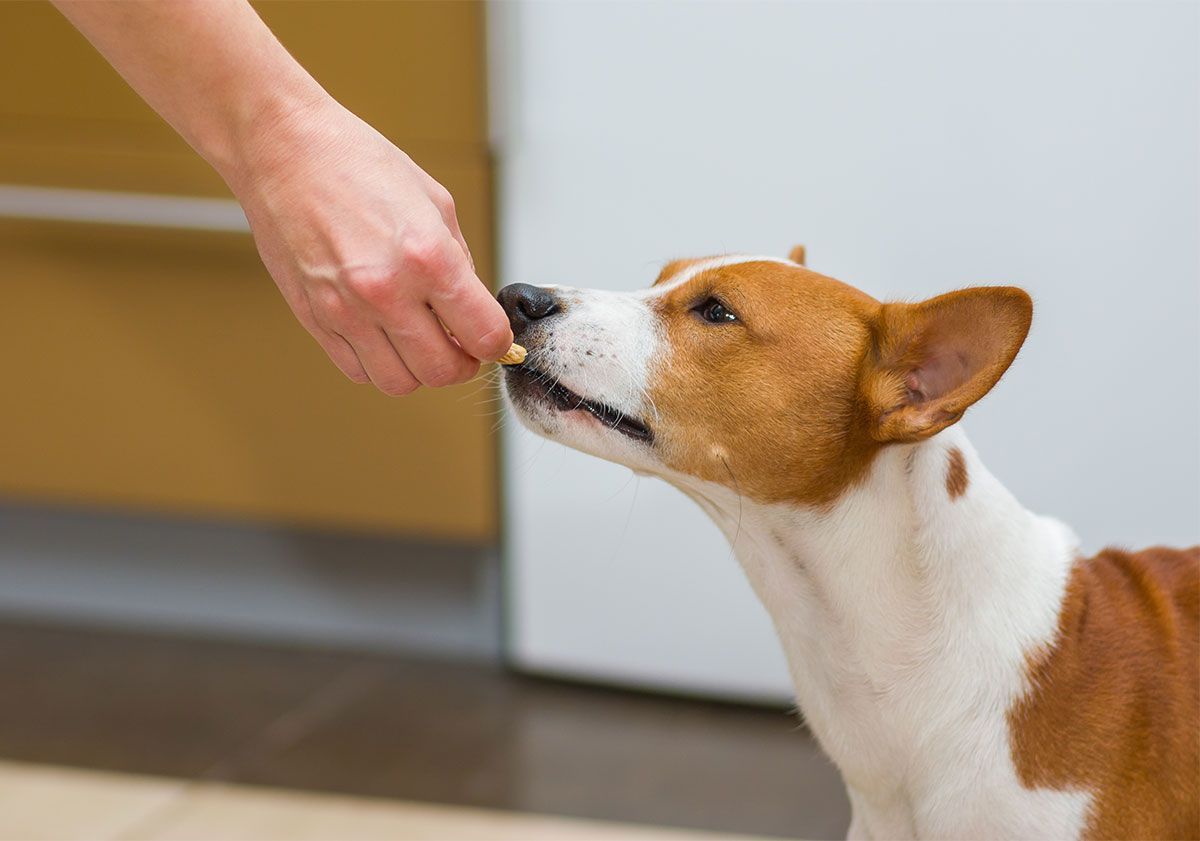 chien mangeant sa friandise