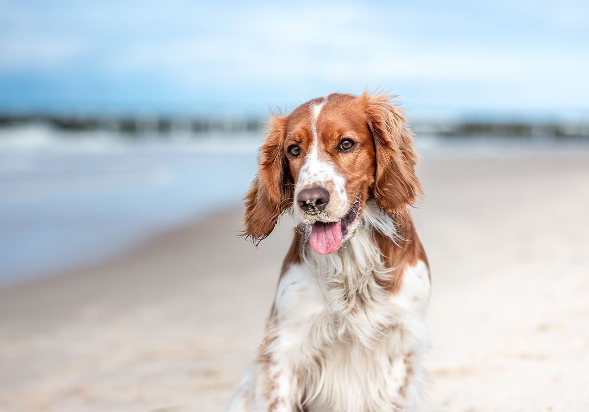 chien sur la plage