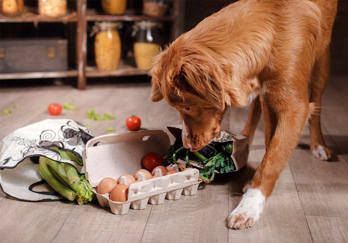 chien reniflant des oeufs