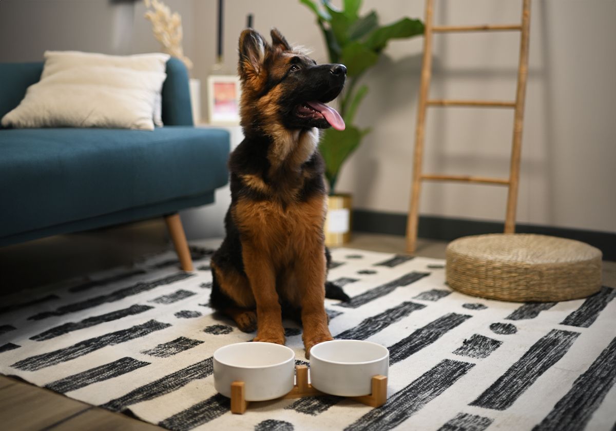 chiot berger allemand devant ses gamelles