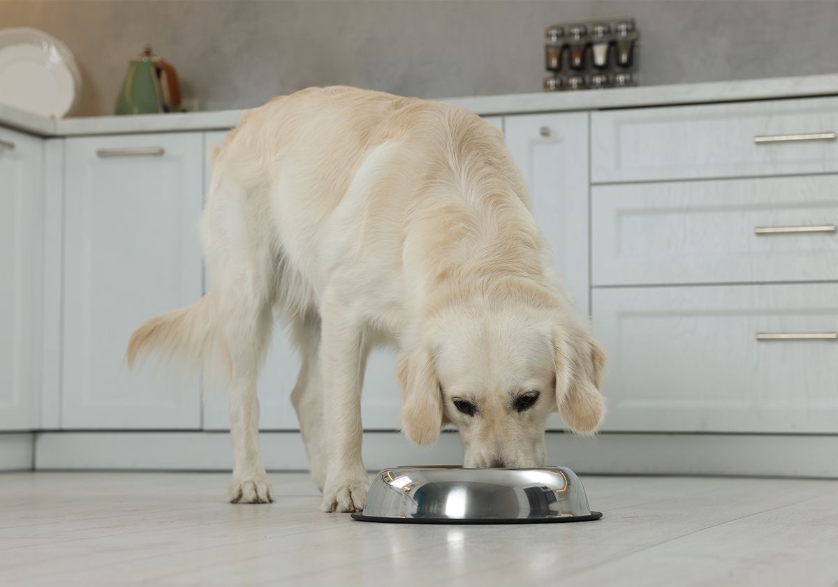 Golden Retriever mangeant ses croquettes