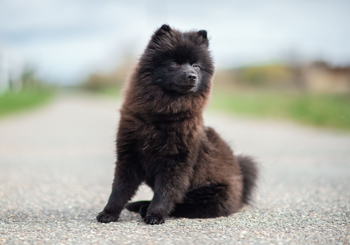 chien en extérieur