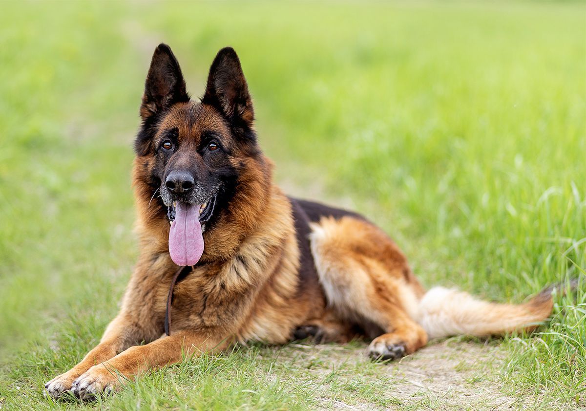 Berger Allemand couché dans l'herbe