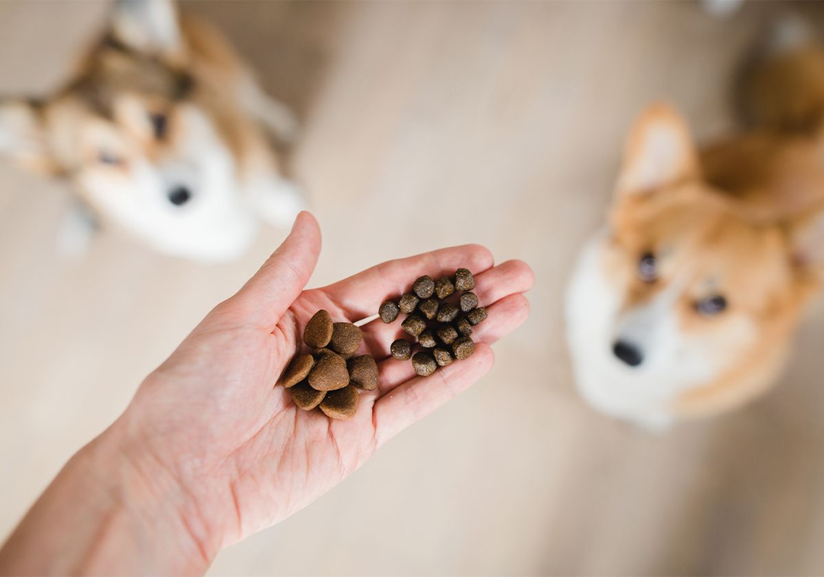 chiens attendant leurs croquettes