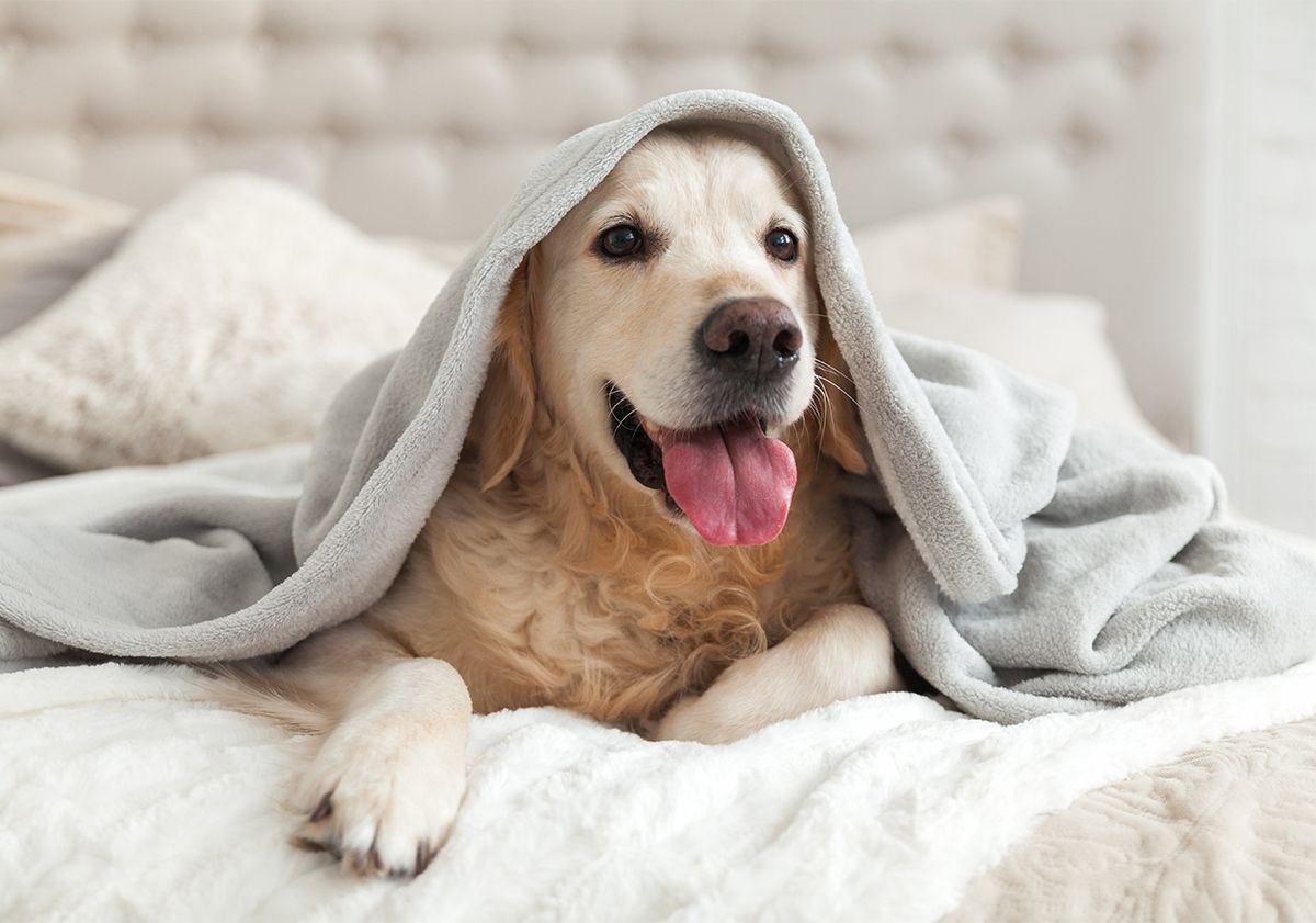 Golden Retriever avec un plaid