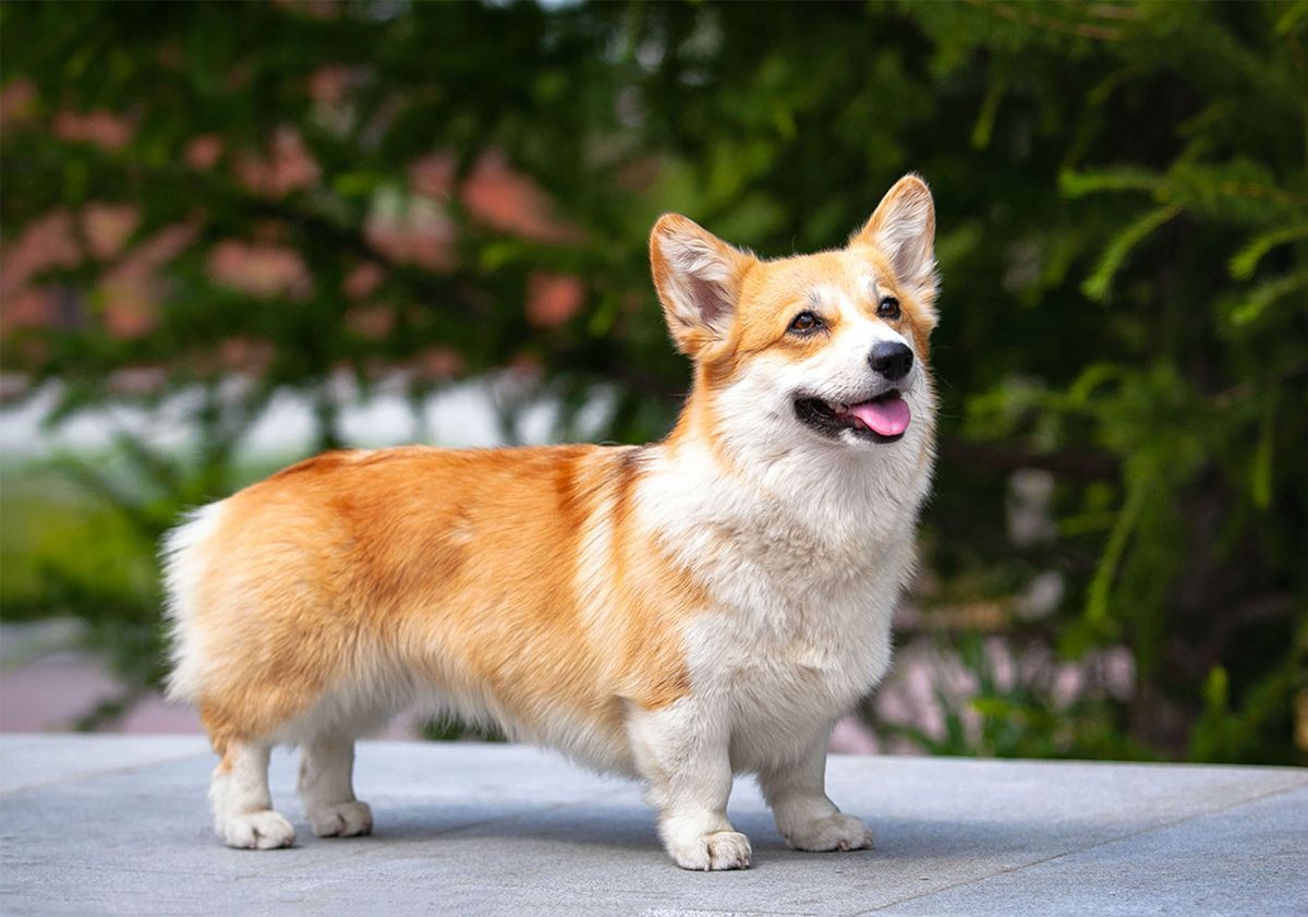 Corgi Pembroke