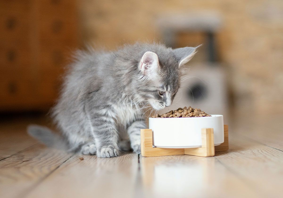 chaton mangeant ses croquettes