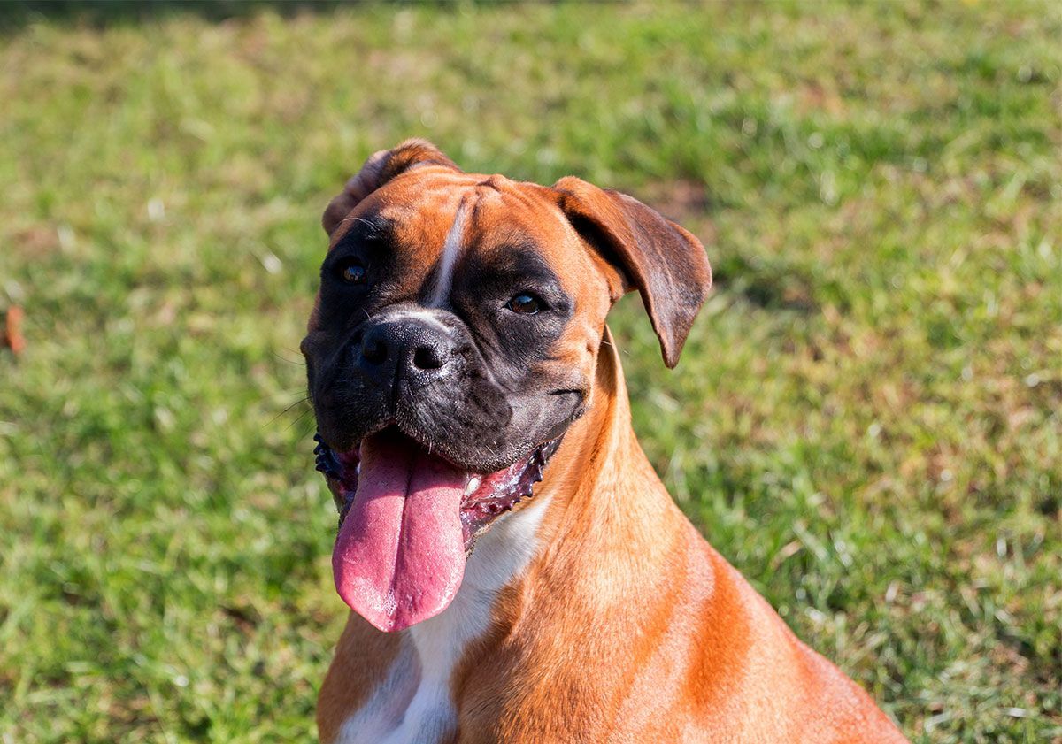 Boxer souriant dans l'herbe